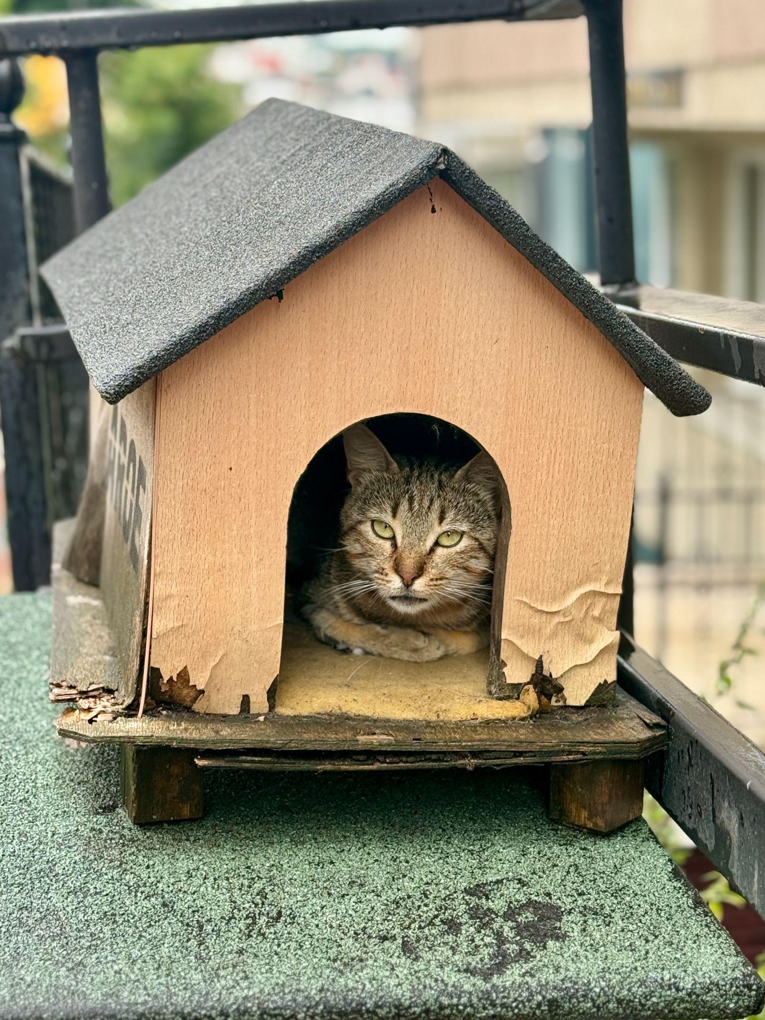 cat in Nisantasi, Istanbul, Türkiye