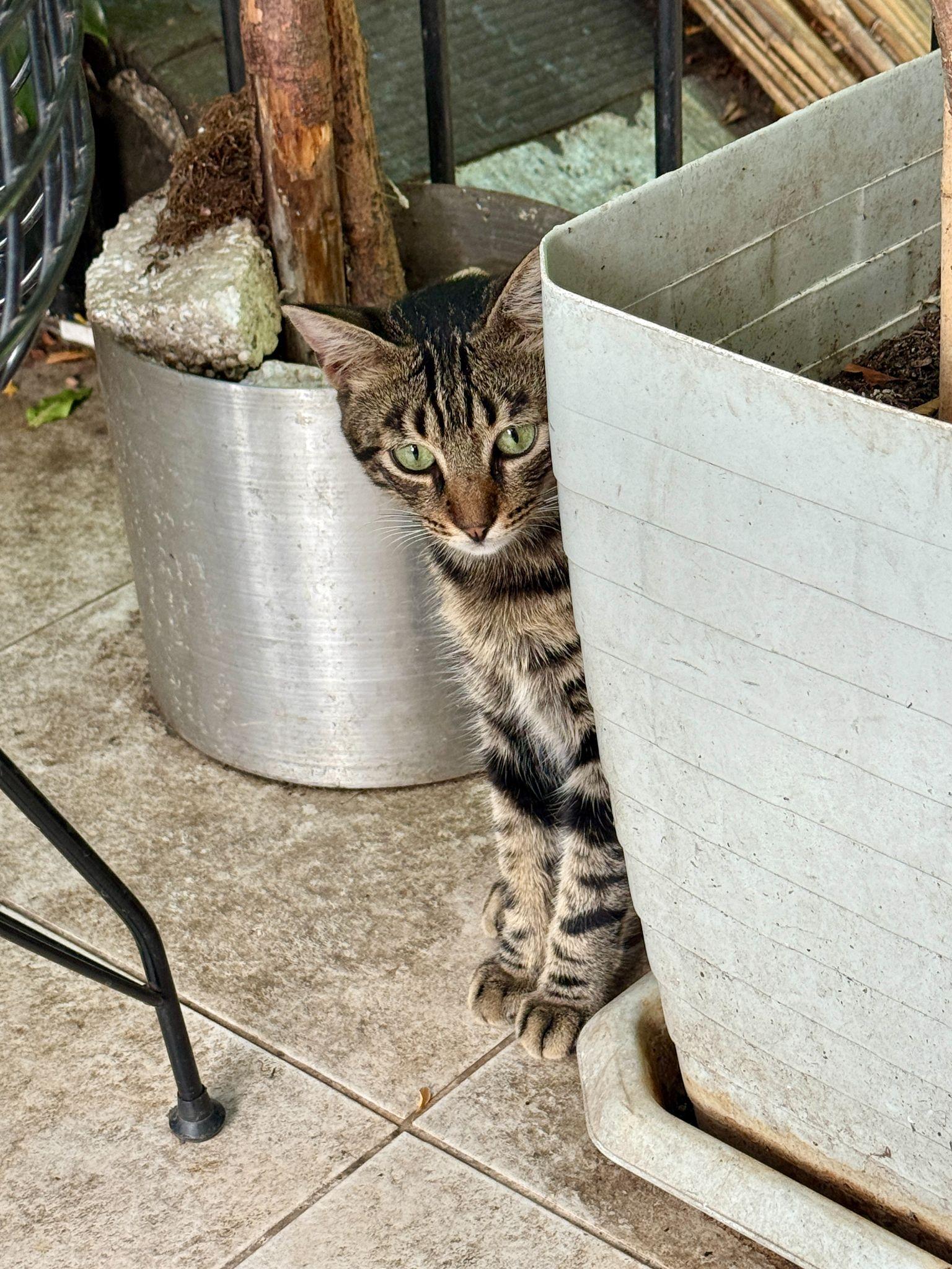 cat in Istanbul, Türkiye