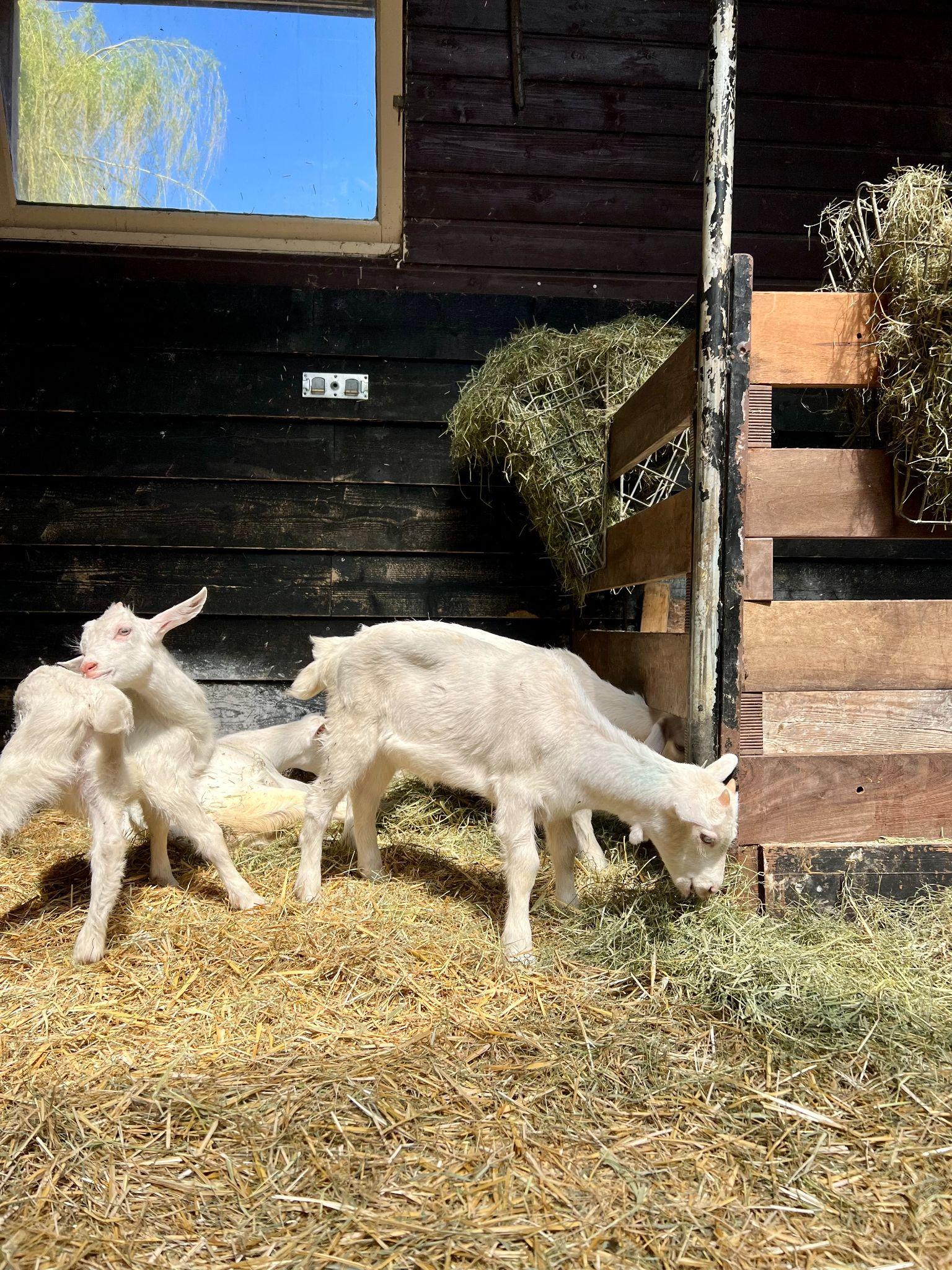 goat farm, Amsterdam, Netherlands