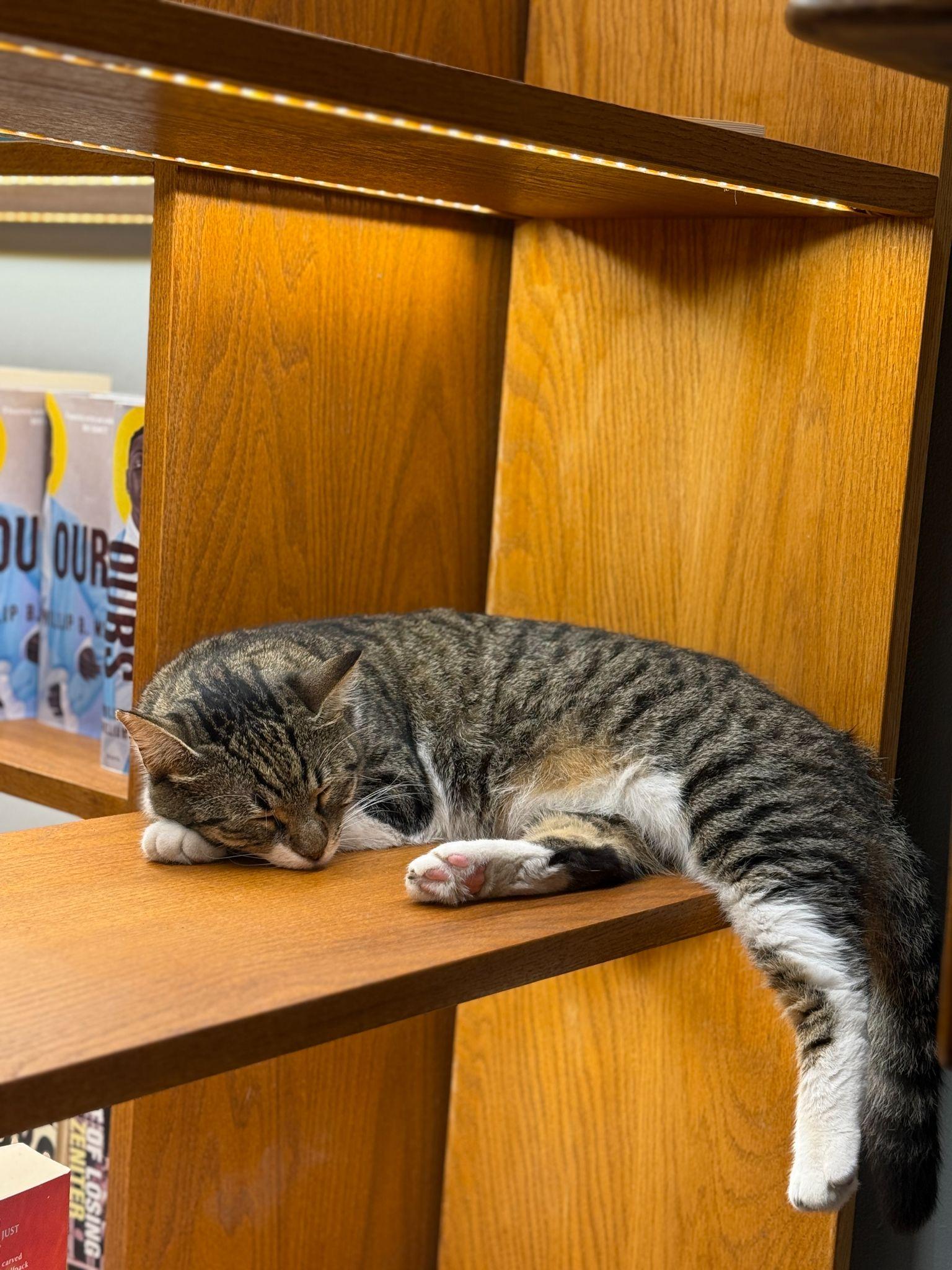 cat sleeping on a shelf at Minoa Pera, Istanbul, Turkiye