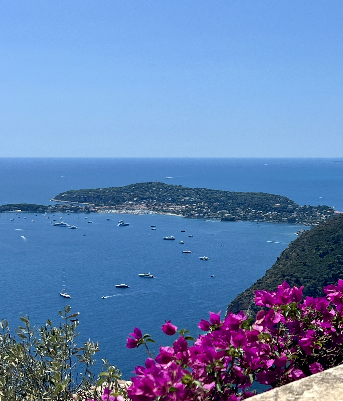 View over Saint-Jean-Cap-Ferrat and the Mediterranean, framed by pink bougainvillea