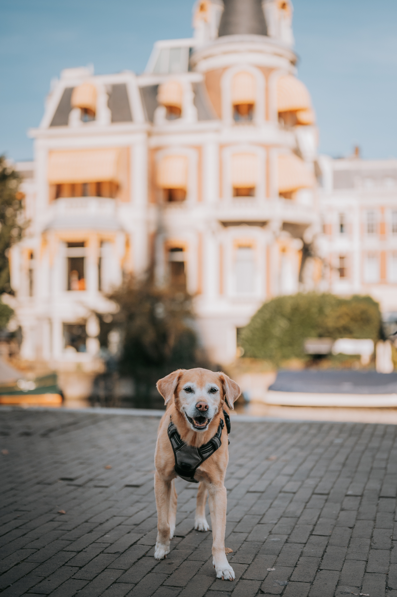 Bindi the Labrador mix standing in front of an ornate Amsterdam building at golden hour
