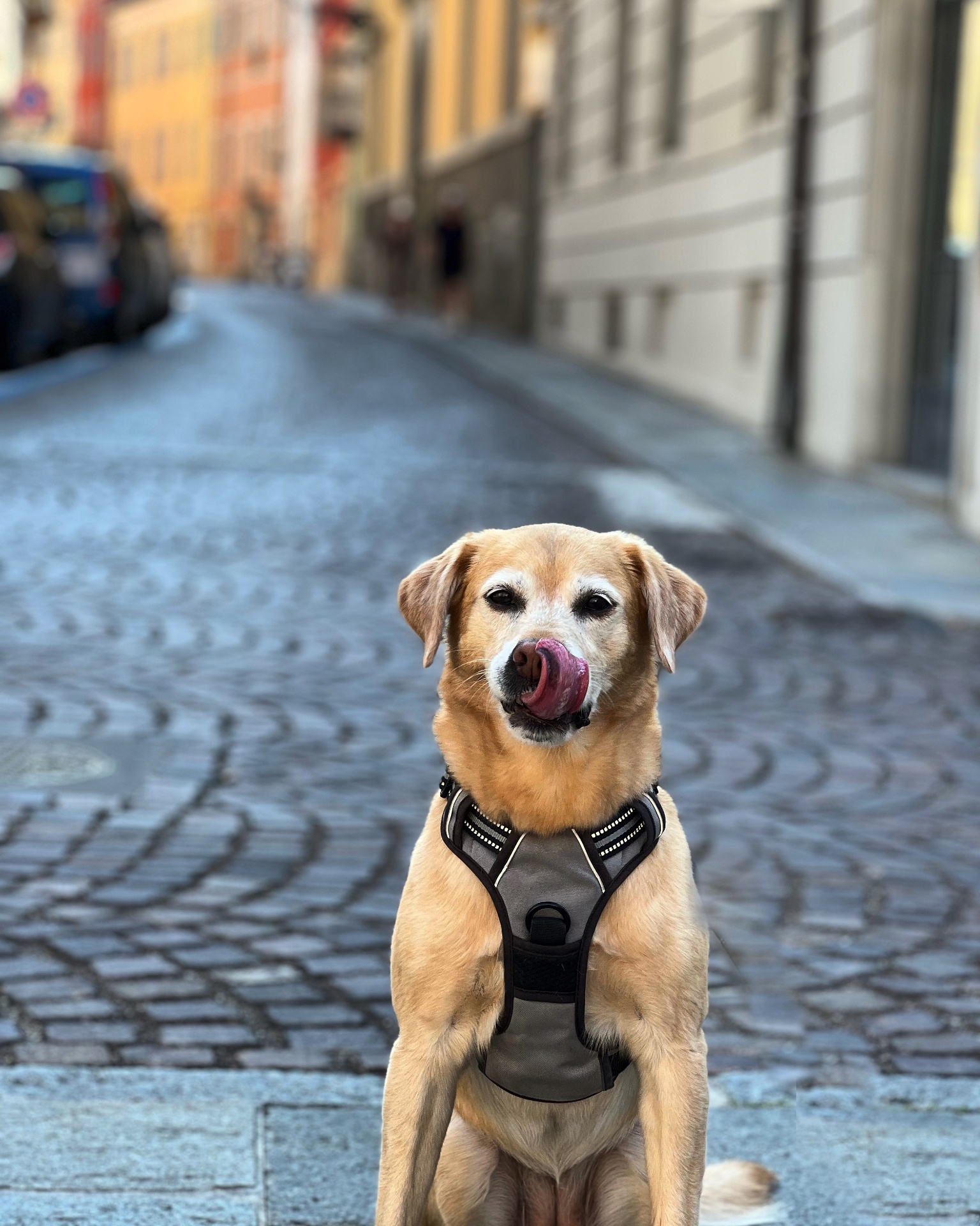Top 5 Most Dog-Friendly Countries in Europe