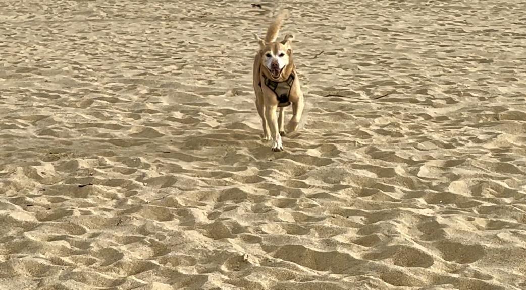 Bindi the Labrador mix on a travel adventure