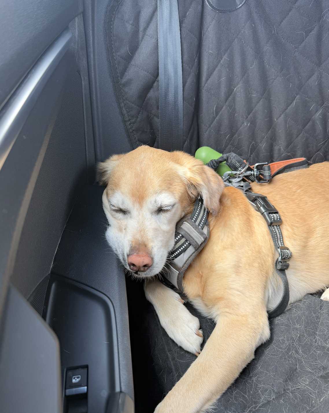 Bindi the Labrador mix riding in the car
