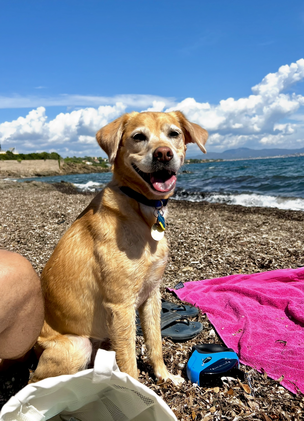 Bindi the Labrador mix relaxing on a warm-weather trip