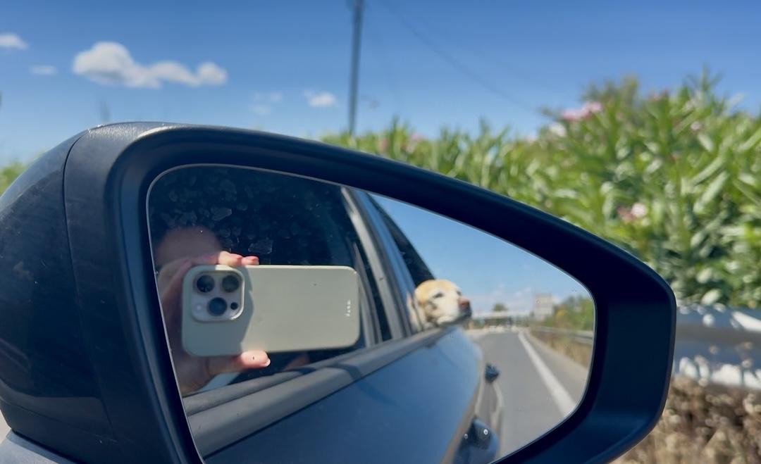dog looking out car window