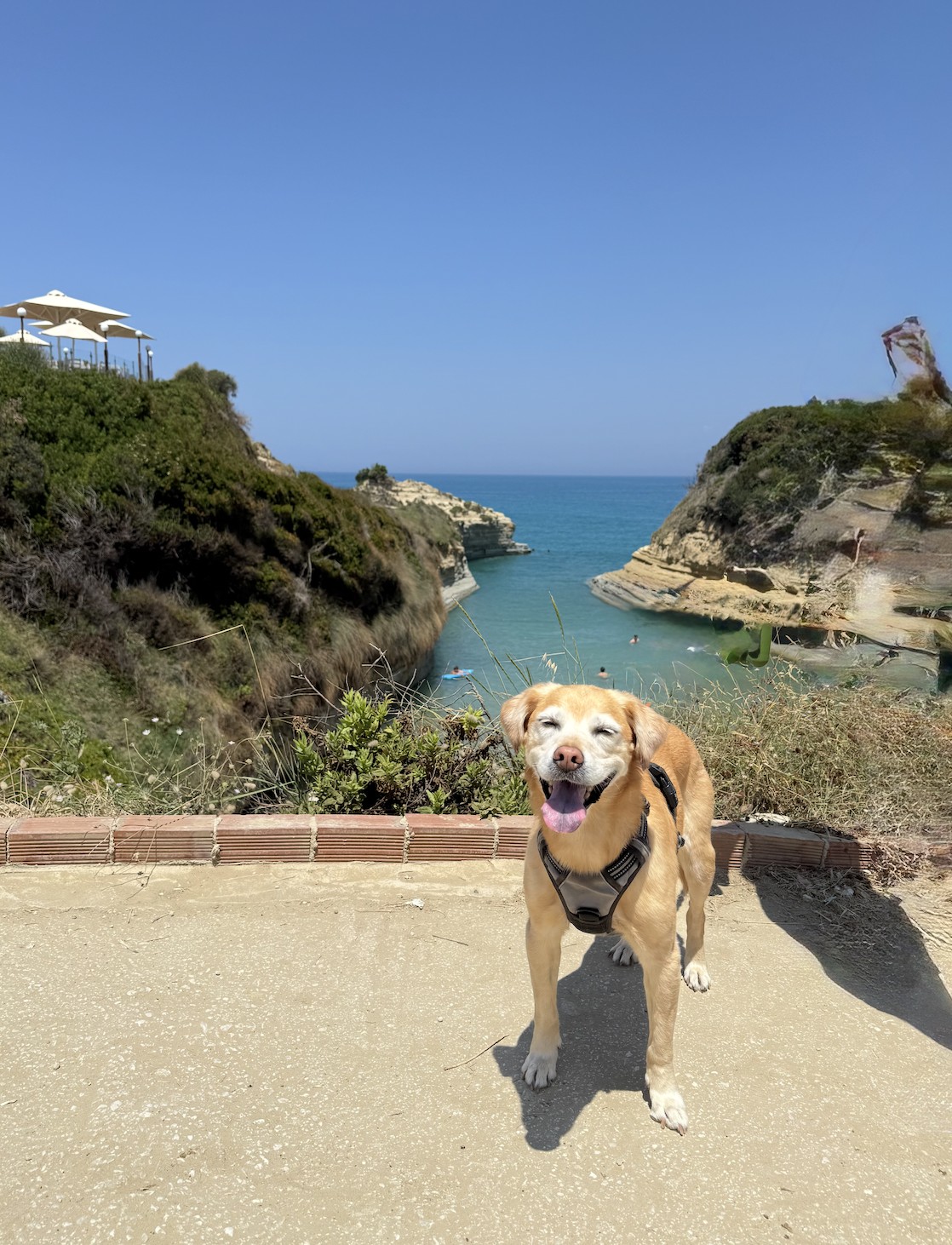 dog in Corfu, Greece
