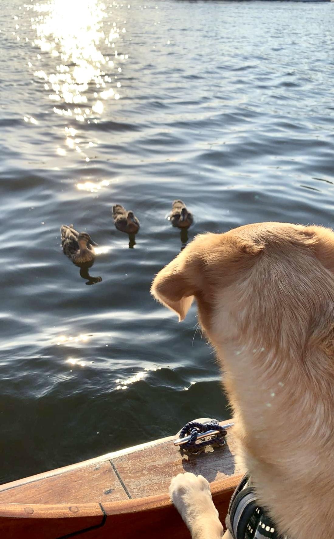 dog on a boat looking at ducks