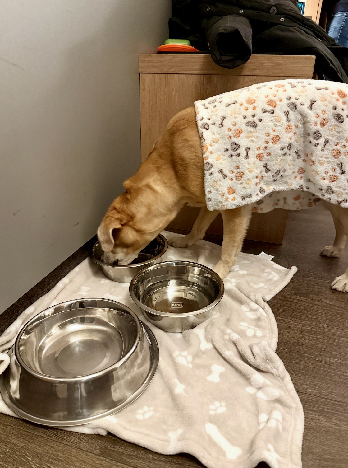dog enjoying a hotel