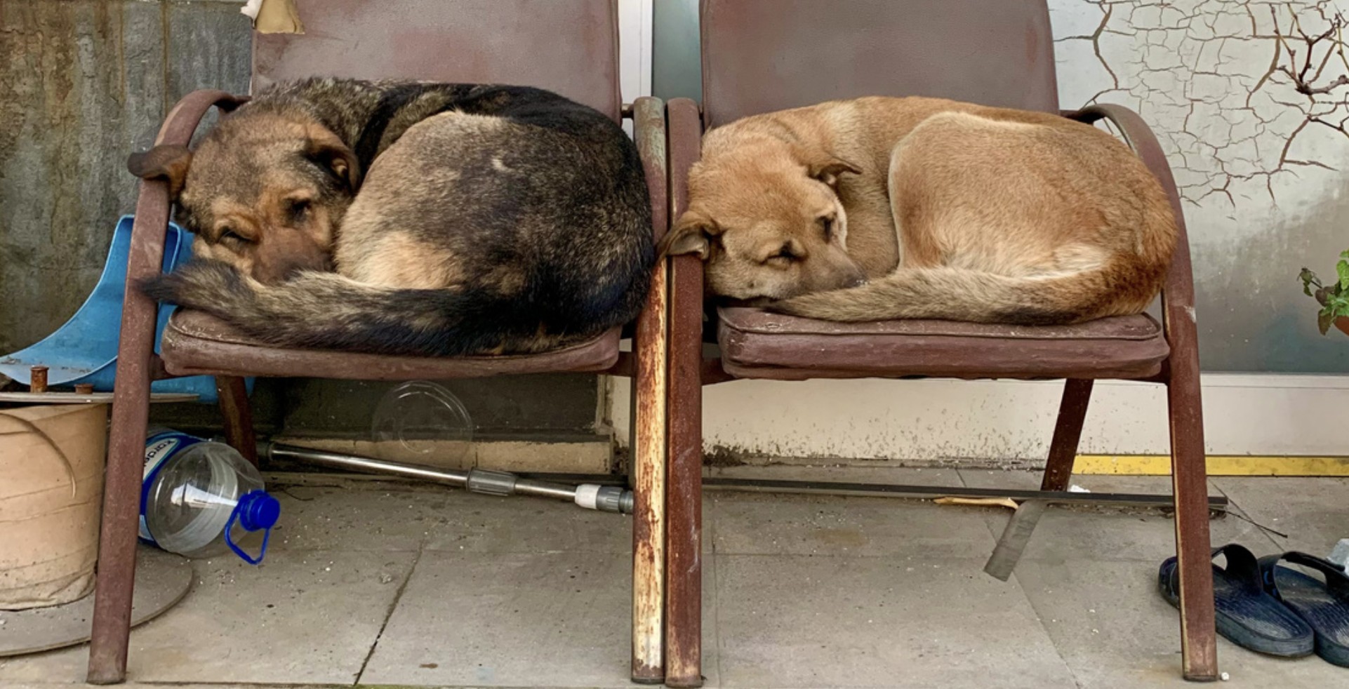 stray dogs sleeping in Istanbul, Turkiye