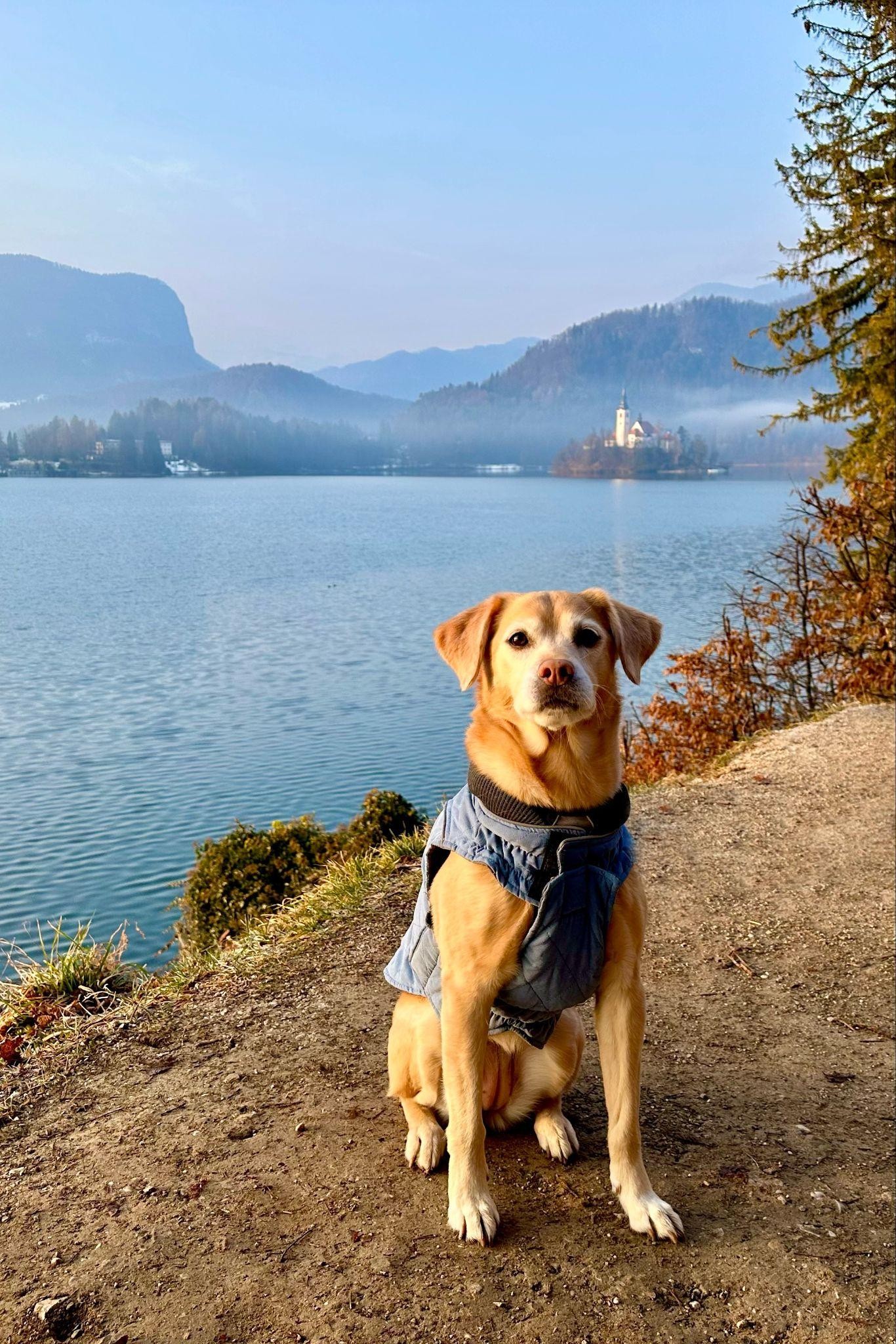 dog in Lake Bled, Slovenia
