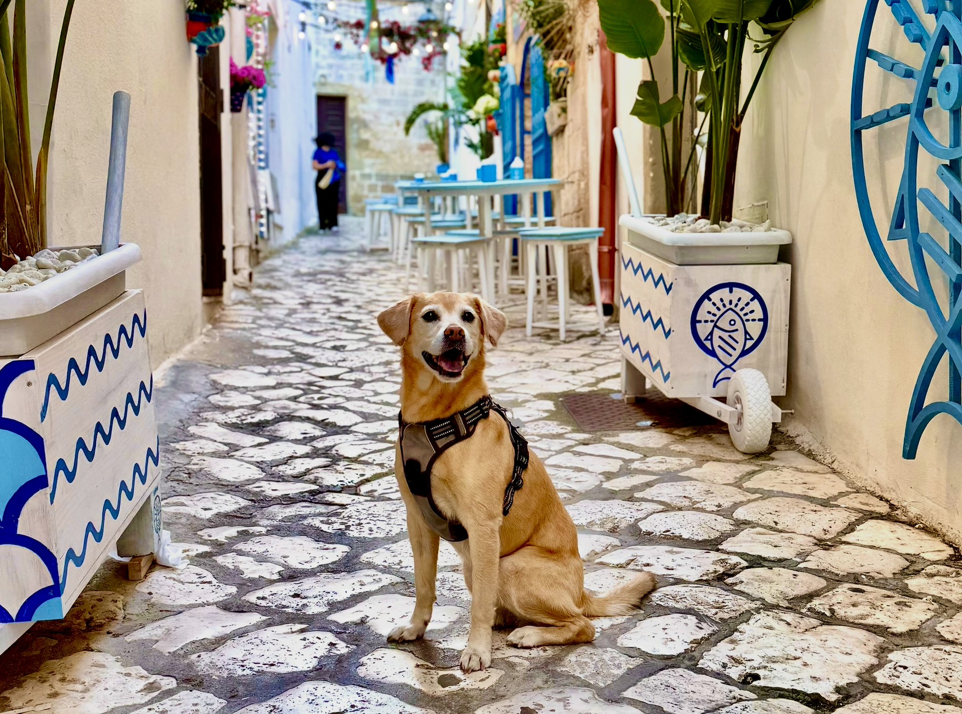 dog on a street in Puglia, Italy