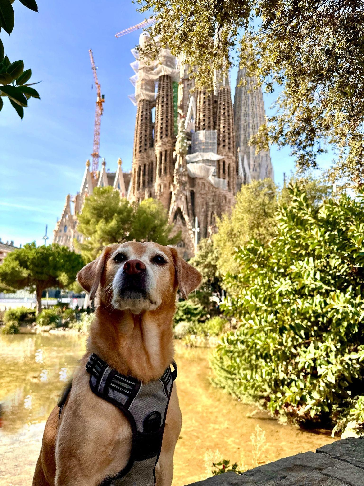 dog in front of Sagrada Familia, Barcelona, Spain
