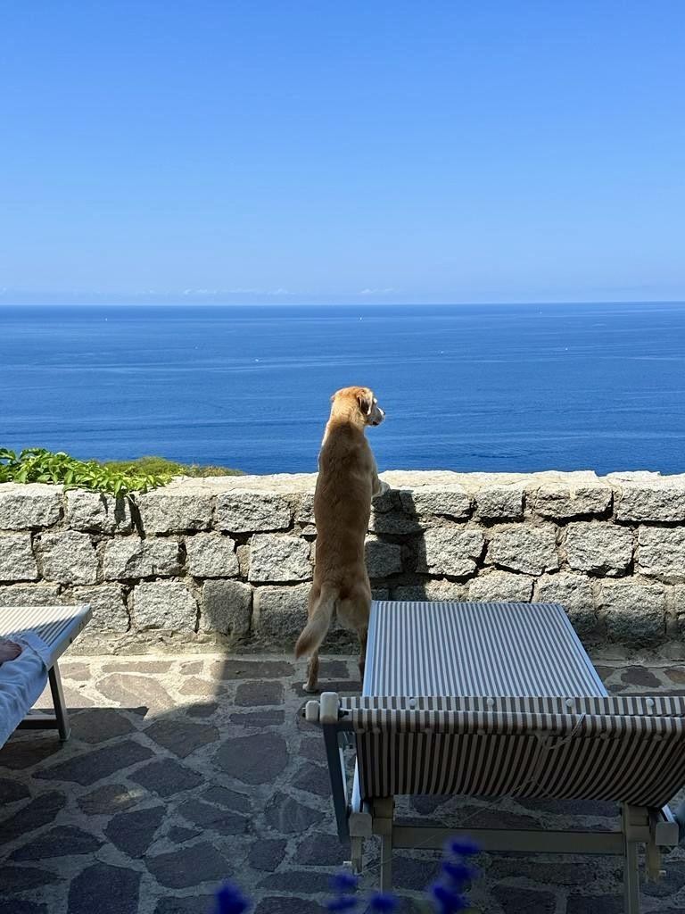 dog looking at the sea