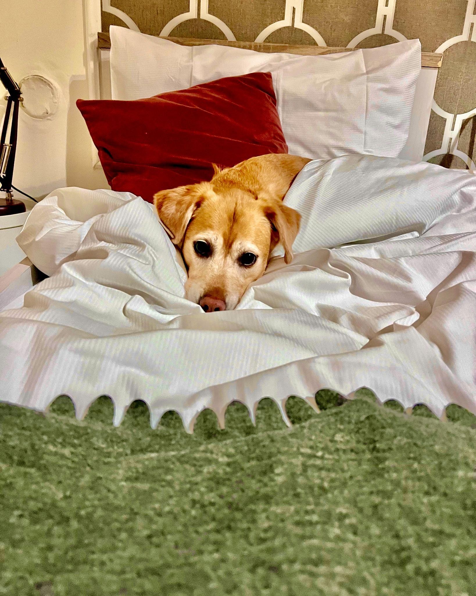 dog sleeping in a bed