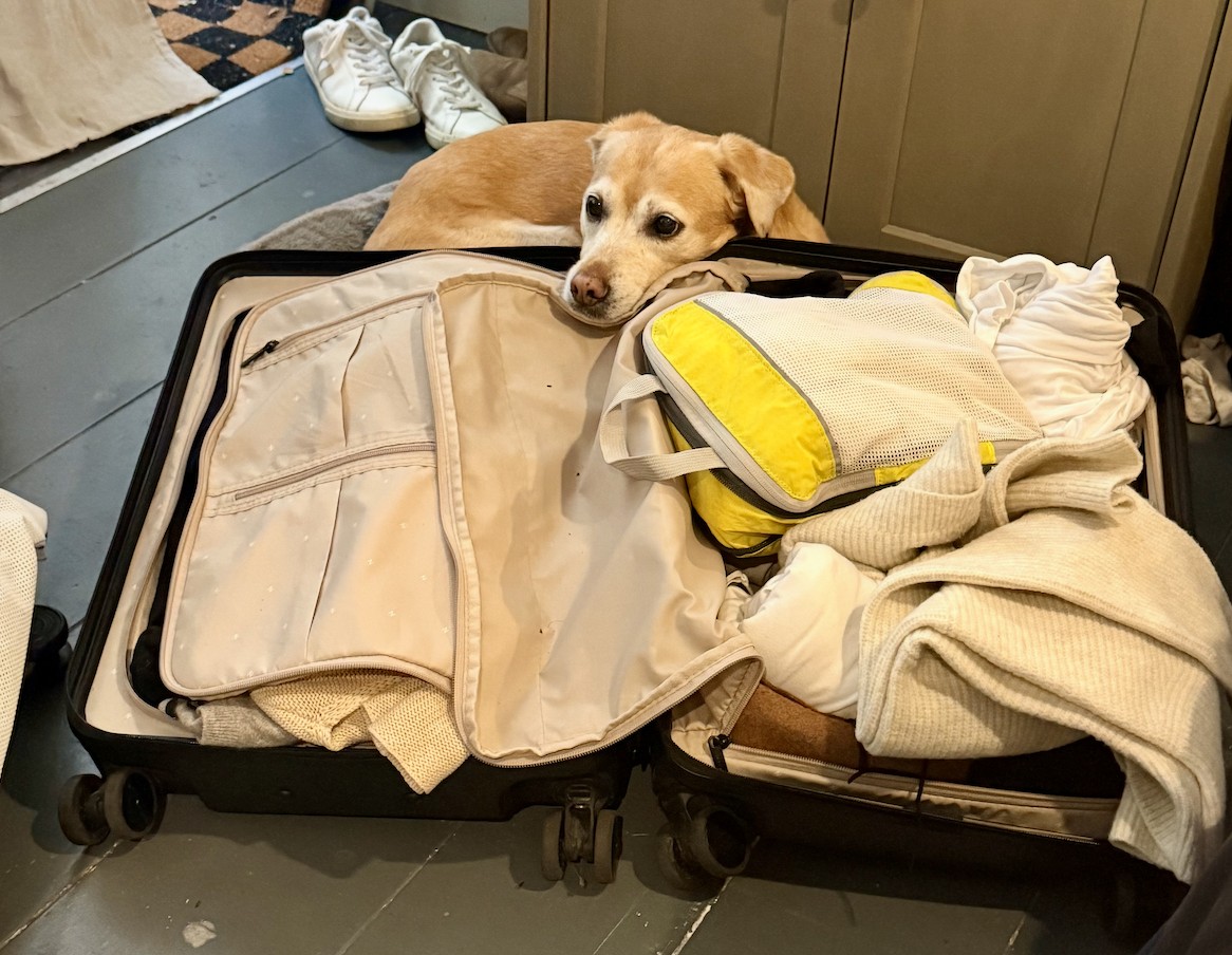 dog laying on a suitcase
