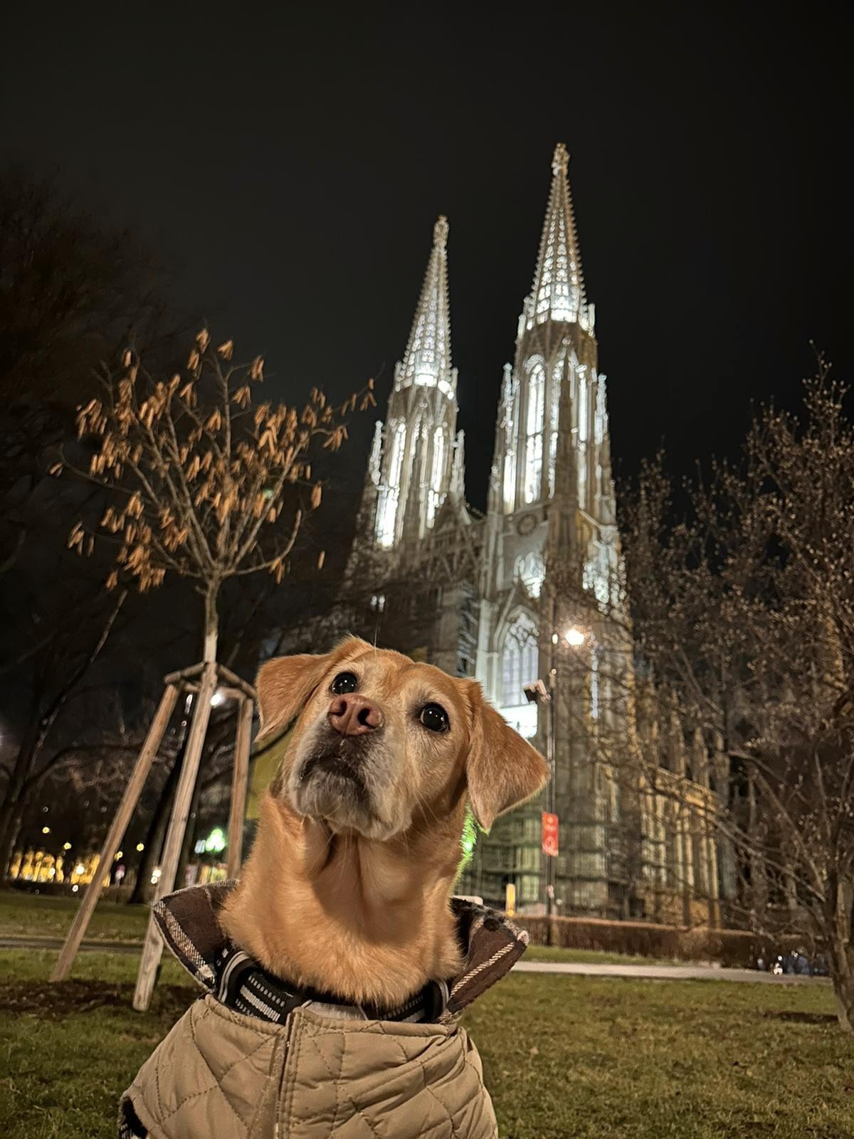 dog in Vienna, Austria