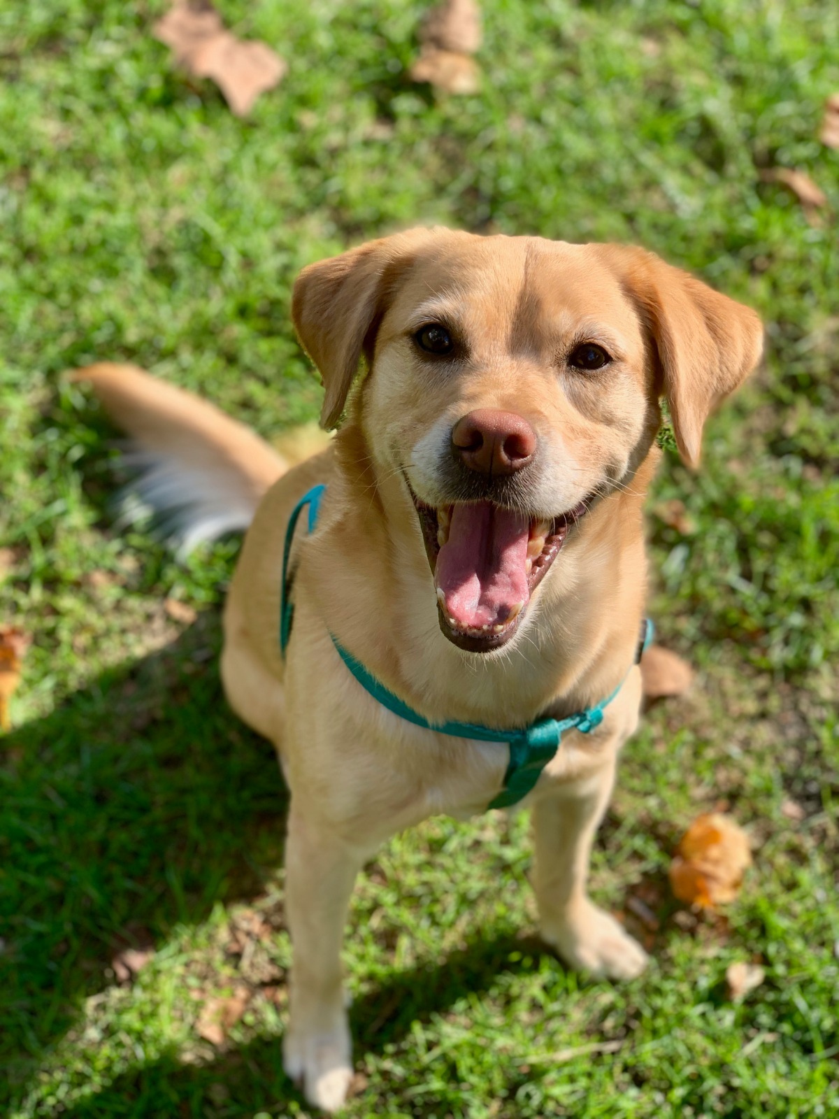 Bindi the Labrador mix smiling in the grass with a teal harness
