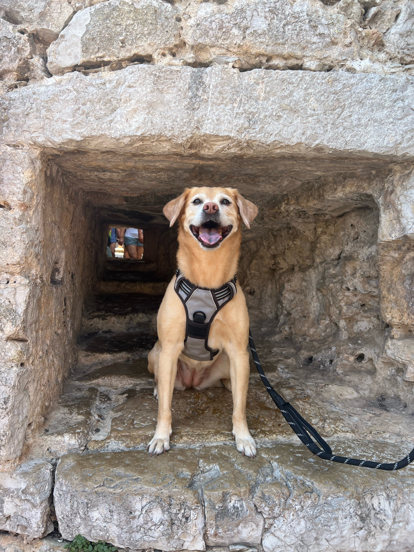 Bindi the Labrador mix smiling through a stone window opening in an old European wall