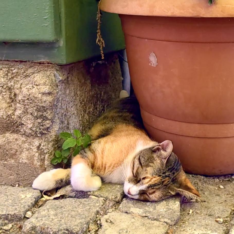 Stray cat resting in a doorway, Bozcaada, Turkey