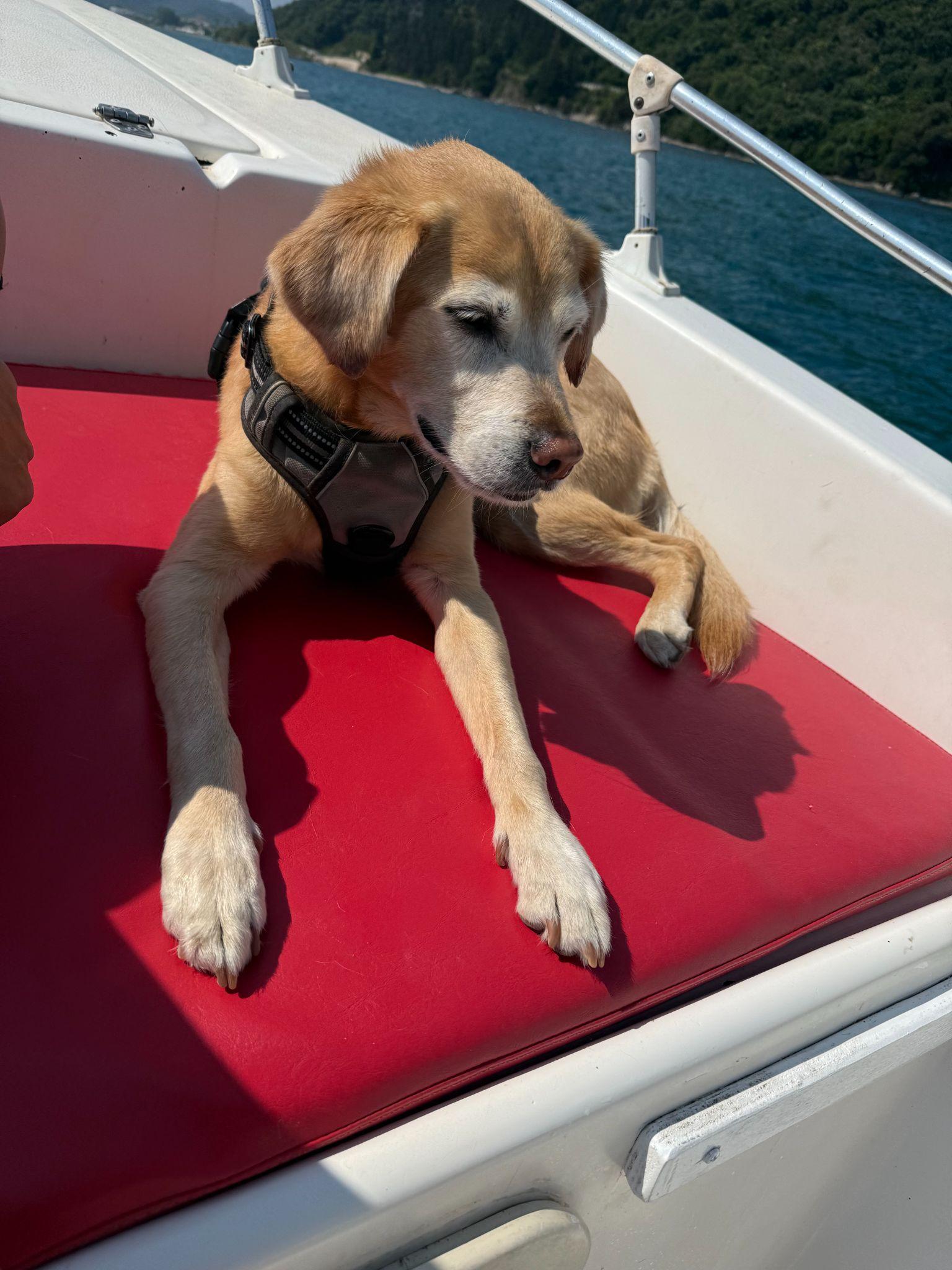 Bindi the dog relaxing on a red cushion aboard a rented boat off the coast of Corfu