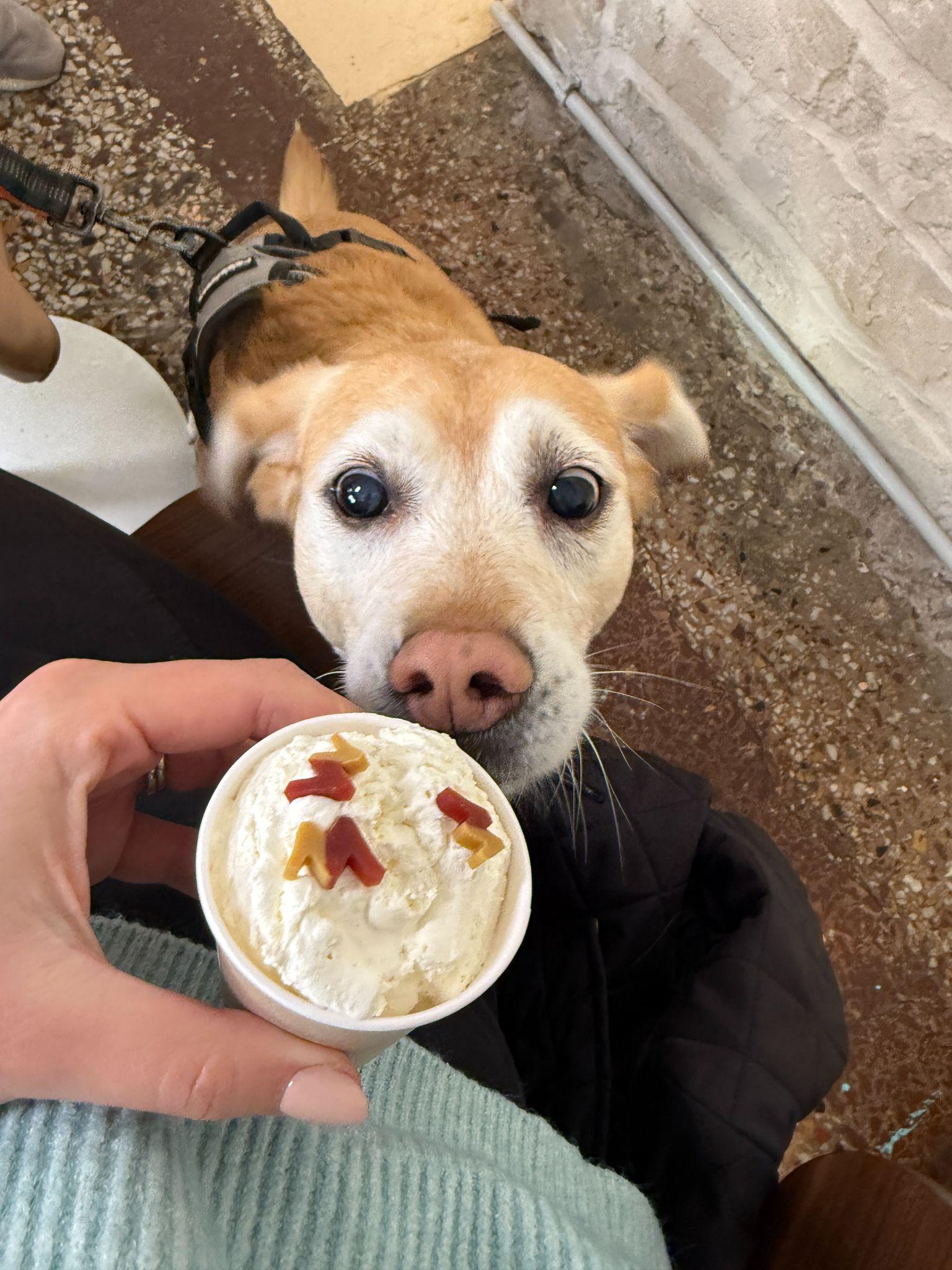 dog enjoying a pup cup at Bloom Cafe, Nice, France
