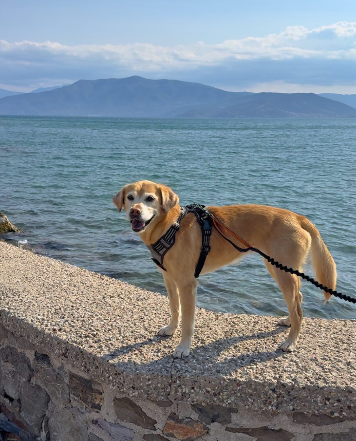 Bindi the dog exploring the Peloponnese, Greece